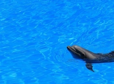 Delfin Yüzme